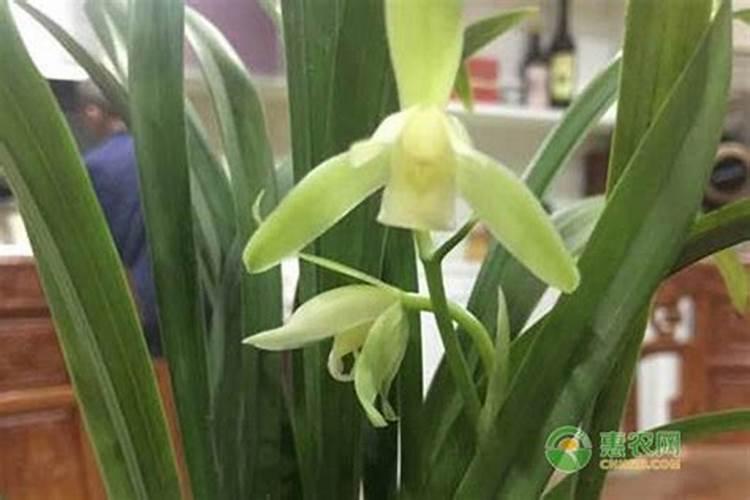 冬季兰花如何施肥