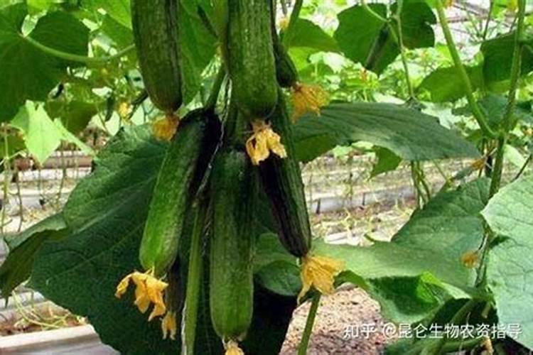 黄瓜忌什么肥