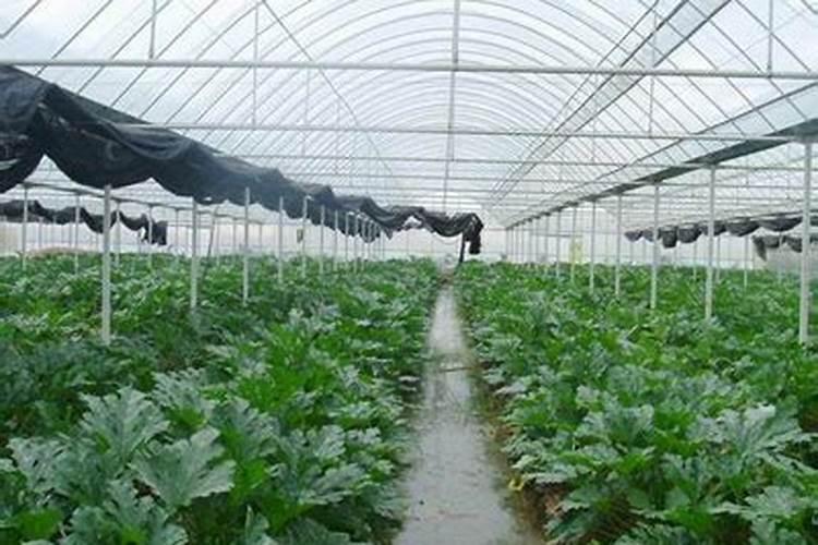 大棚番茄施肥方法
