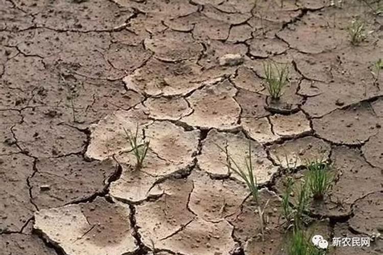 种水稻用什么钾肥