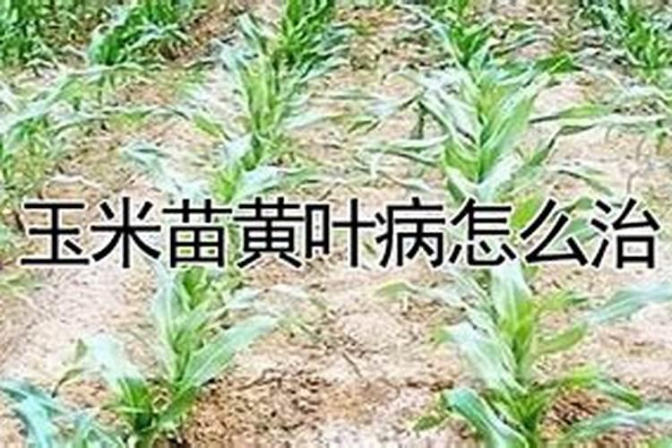 玉米叶子不伸一快快发黄是什么病？