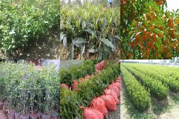 桂花树施什么肥？