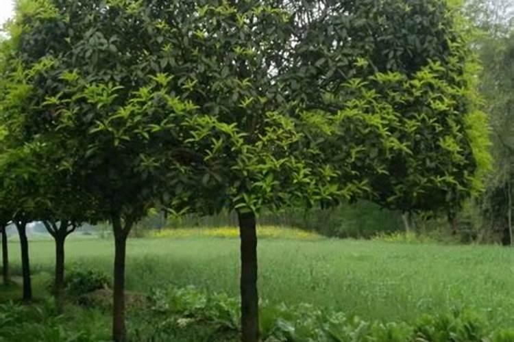 桂花树怎么养才长得好 种植桂花树注意事项