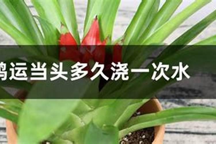 鸿运当头浇什么肥料合适