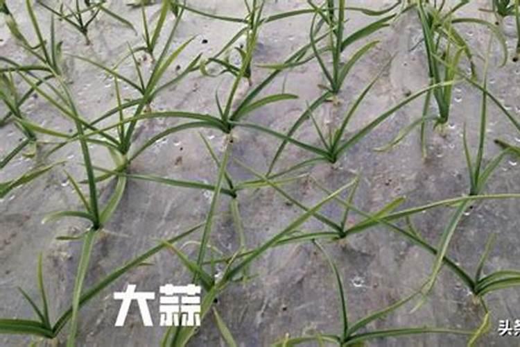 蒜苗用什么叶面肥