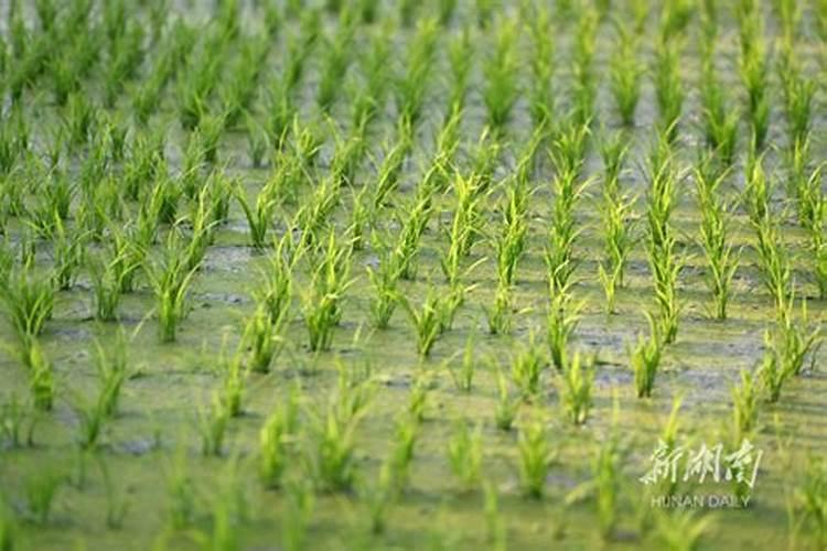魔芋用什么肥料产量高 附施肥注意事项