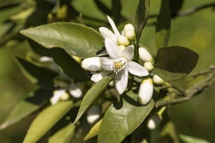 橘子树嫩叶卷曲是什么缘故？