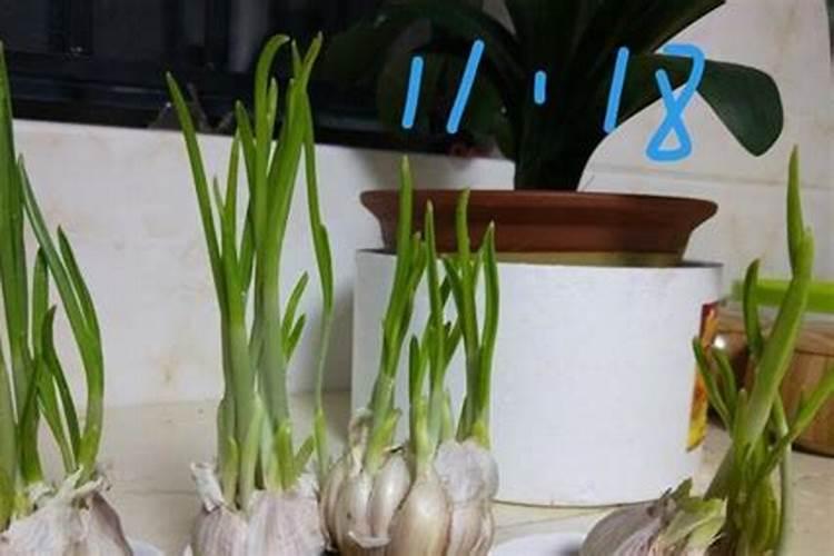 独蒜的栽培技术