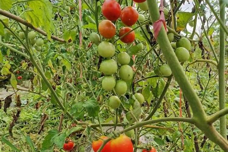 富硒姐姐富硒鸡蛋教你做:健康养生的西红柿蛋花汤