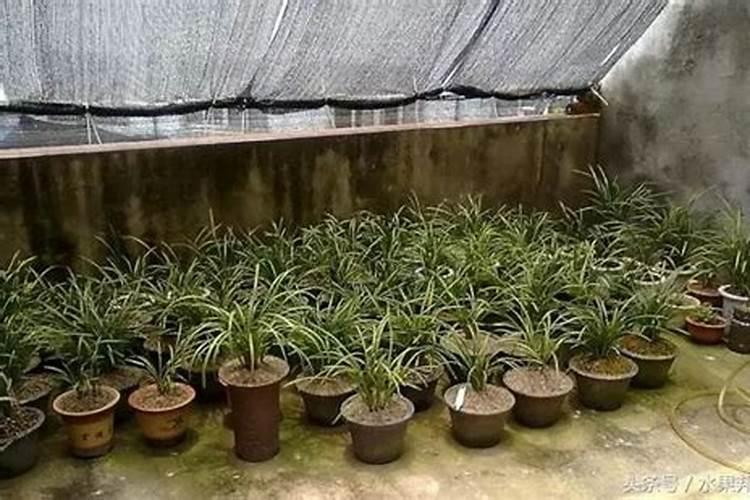 夏季可以给兰花施肥吗