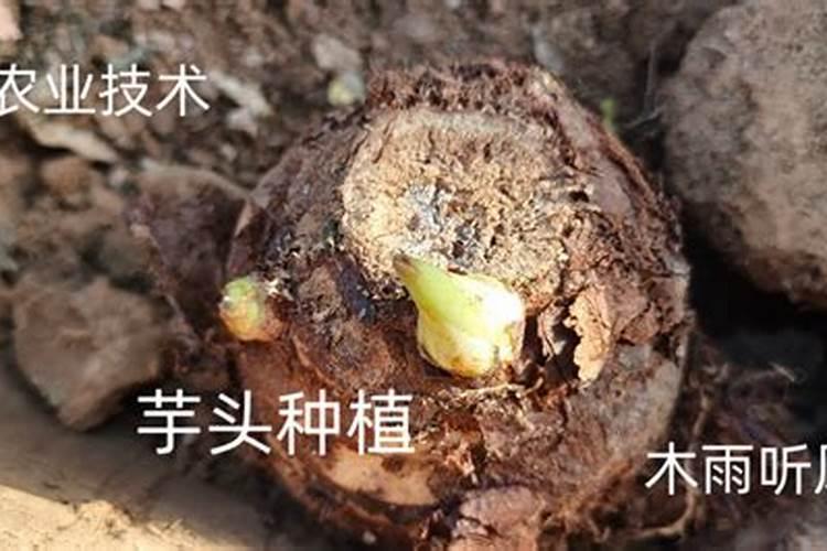 种芋头用什么肥料好