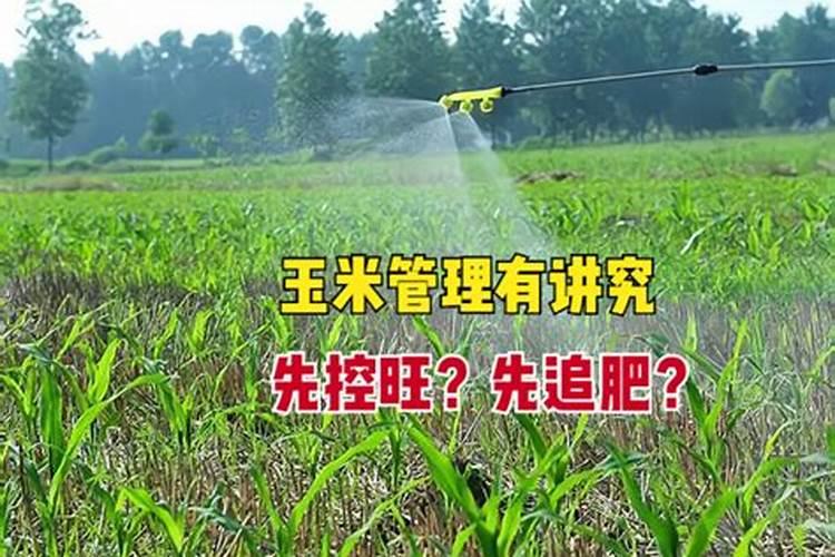 玉米先控旺还是先追肥(玉米打了控旺药几天可以施肥)