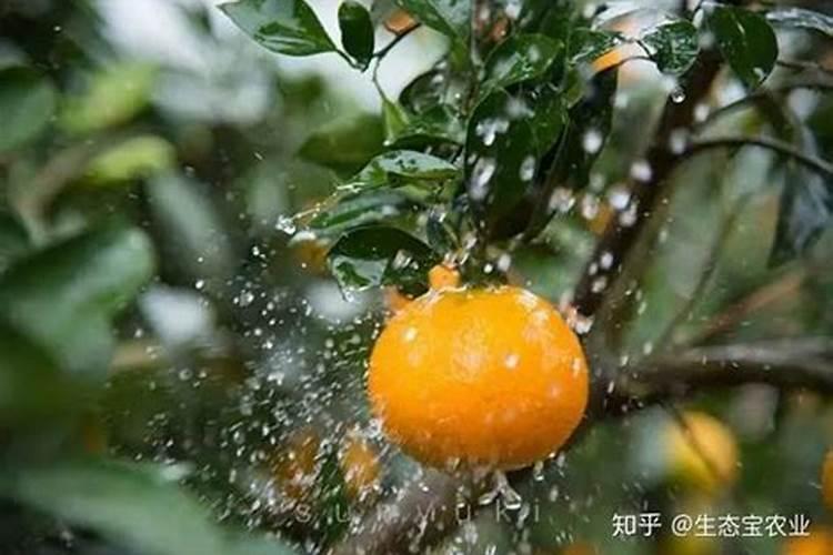 三角梅冬天长叶子需要浇肥水吗
