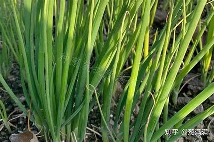 怎样预防大葱根腐病