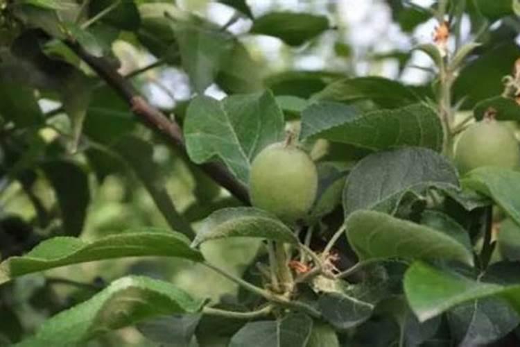 苹果苗怎样栽植能提高成活率？