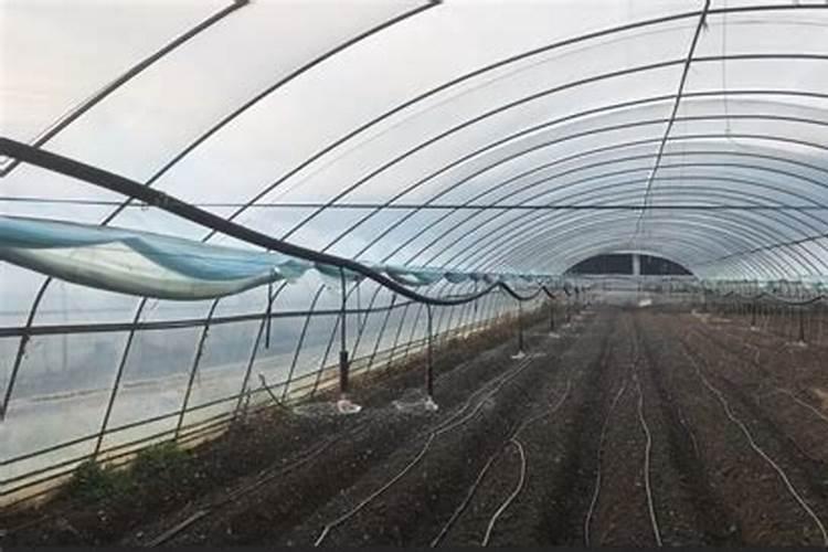 滴灌施用水溶肥时怎样才能起到最好的效果