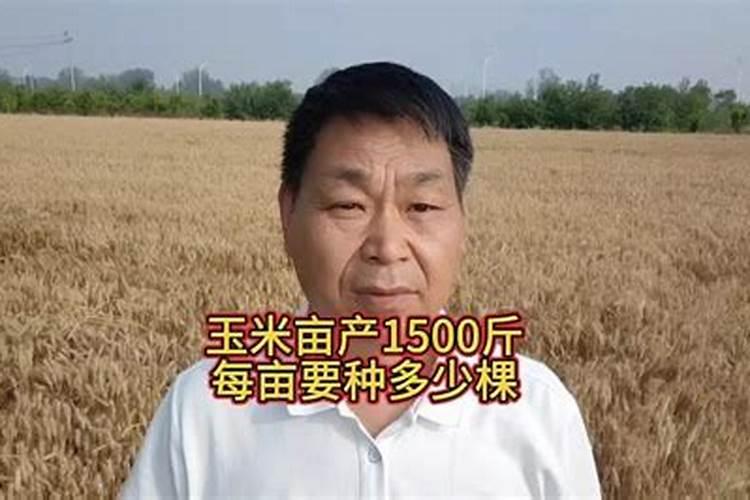 一亩地种多少棵玉米