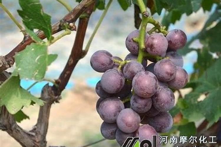 第一年葡萄小苗施什么肥