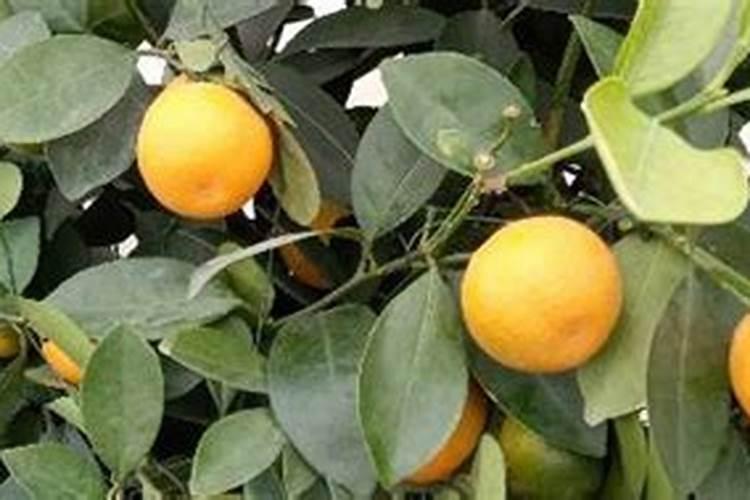 果树蚜虫用什么药