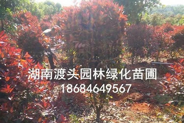 绿壮元能不能在甜瓜接穗上使用