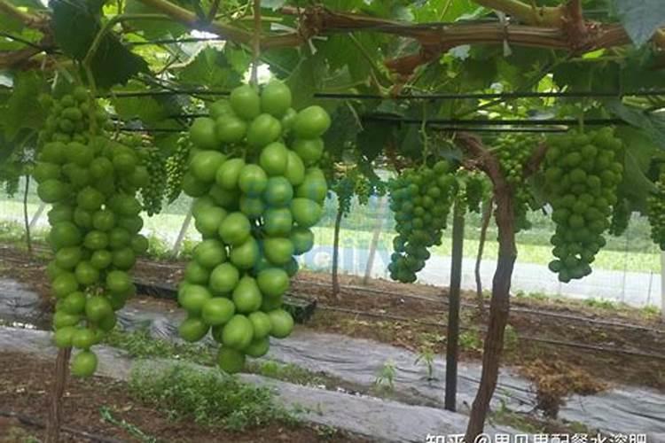 葡萄树最佳的施肥时间 葡萄树什么时候施肥好