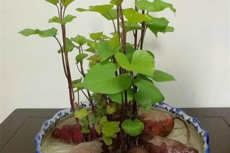 种红薯什么时候施肥