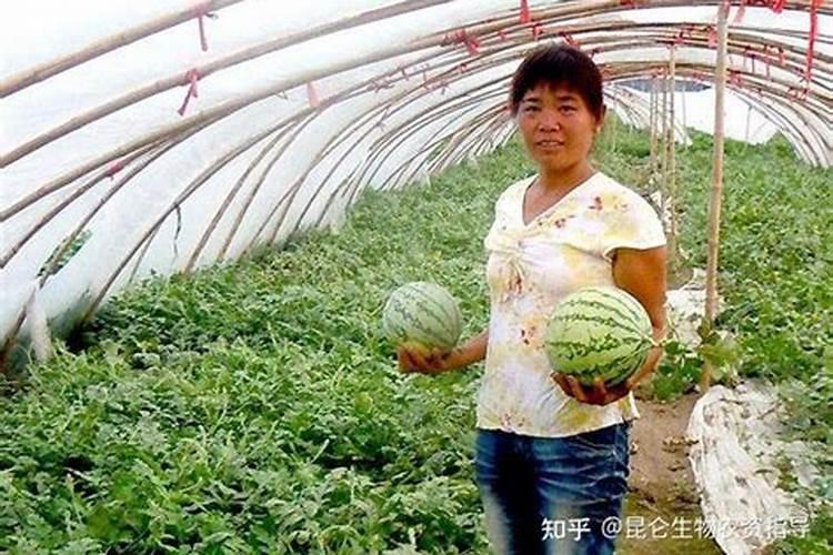 西瓜结果了需要施什么肥料