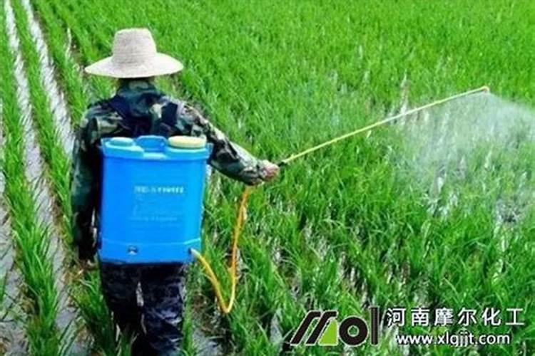 温室大棚种植冬枣时怎样进行温度管理？
