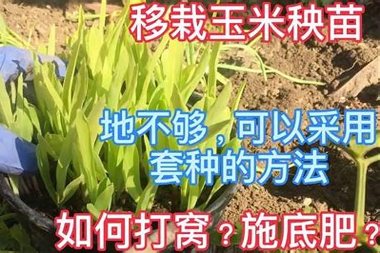 硅谷肥都有什么含量？