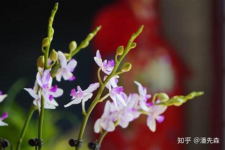 平安树浇什么肥料合适