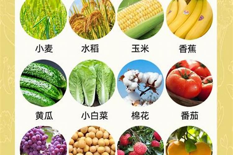 芸苔素喷玉米真的能增产吗(玉米喷施使用芸苔素最佳时间)