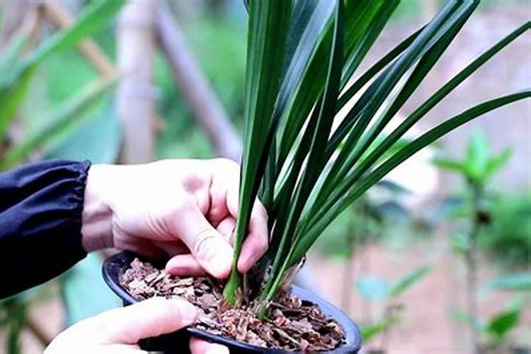 墨兰施肥方法 墨兰如何施肥