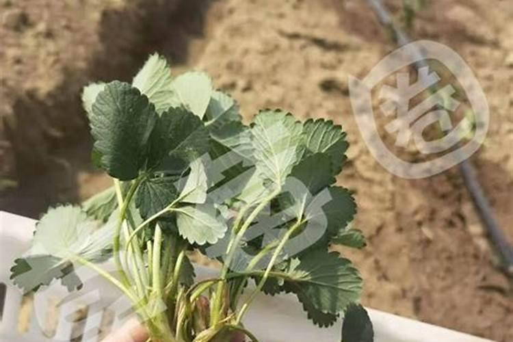 草莓要用什么肥料来促进生长