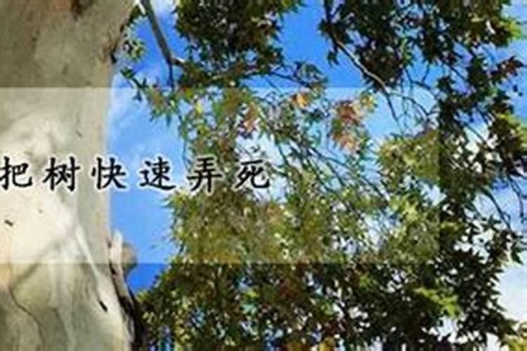 荔枝树最忌三种肥料