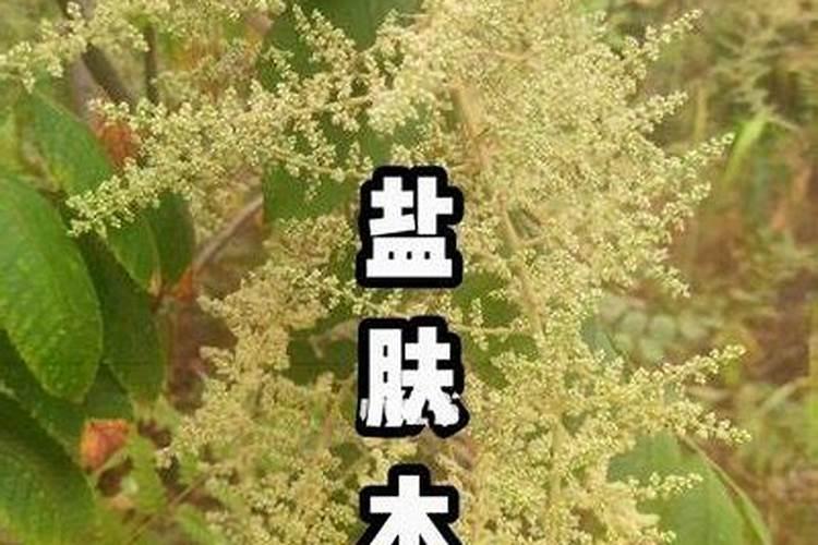用什么样的方法最快把杨树根腐烂且不影响土壤？