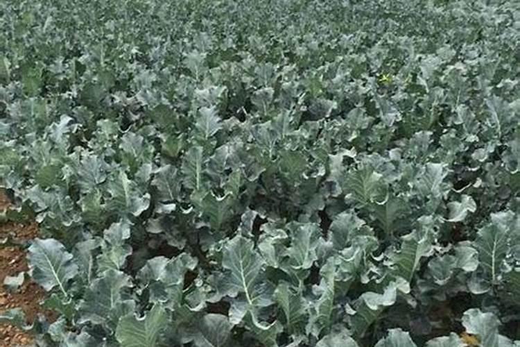 香菜最忌什么肥料施肥最好