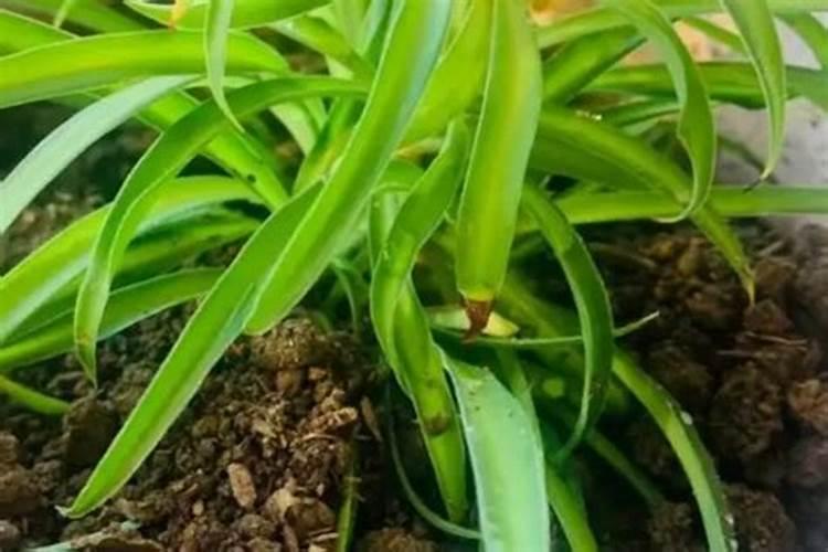 花叶子发黄用什么肥料 ？10种原因对症下药
