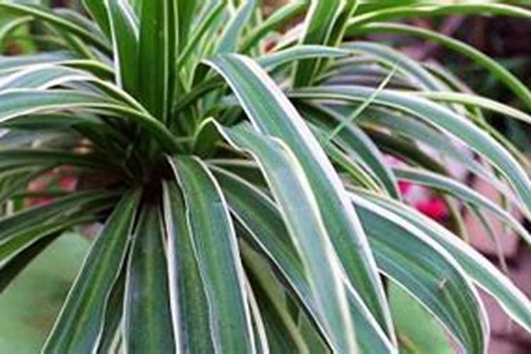 安吉白茶种植:茶园土壤板结的原因、原理及补救