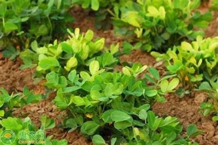 桃树秋季施肥用什么肥料