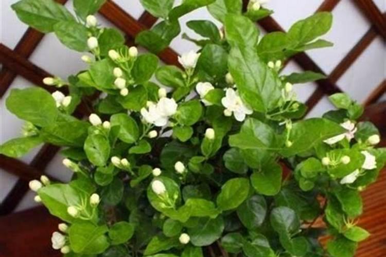 苹果树秋施什么肥怎么施？