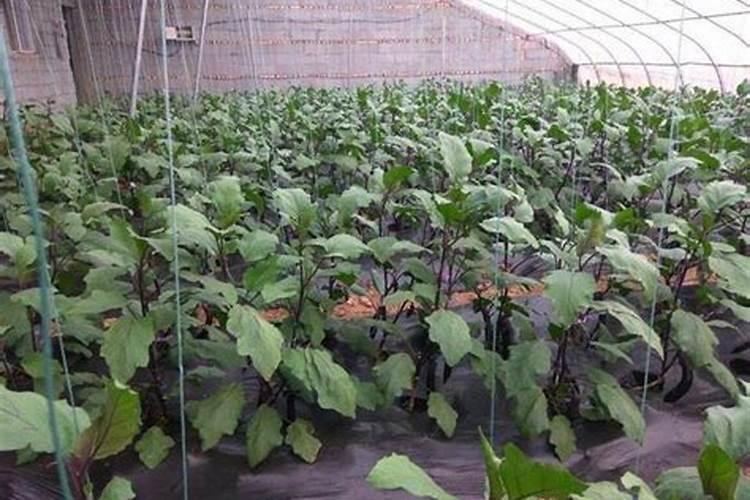 茄子苗移栽后怎么管理