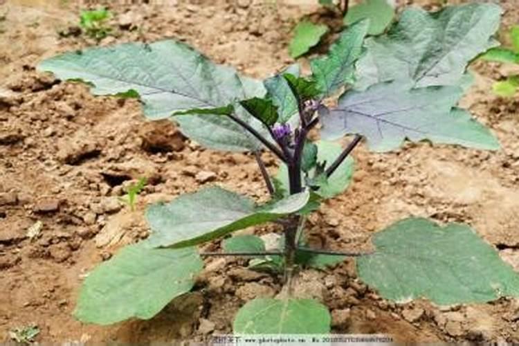 茄子如何进行肥水管理 增产的方法是什么