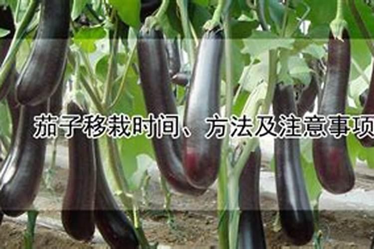 茄子苗移栽后多久施肥