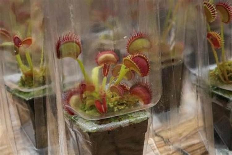 捕蝇草用什么肥料