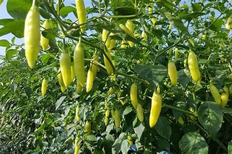 辣椒开花时施什么肥最好