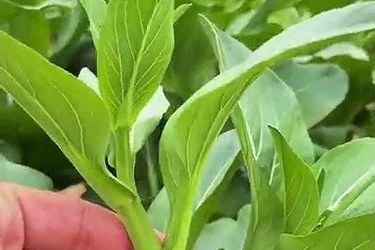 广东菜心从播种到采收需要几次肥？