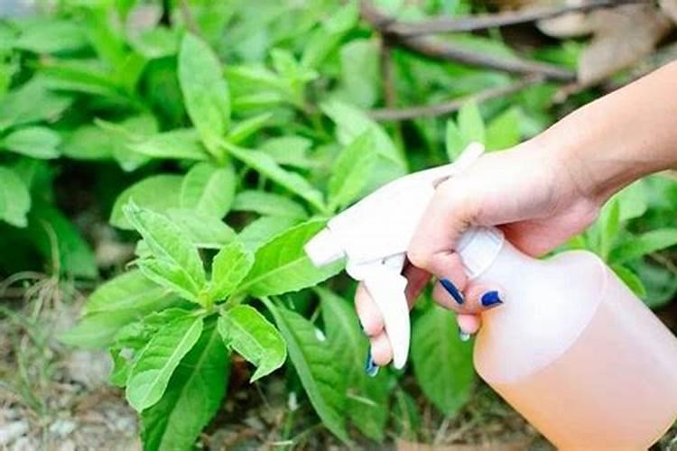 叶面肥原料的性质是什么 4.5%高效氯氰菊酯 芳香杀虫效果好