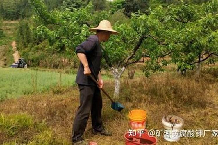 柑橘喷施叶面肥有哪些讲究？