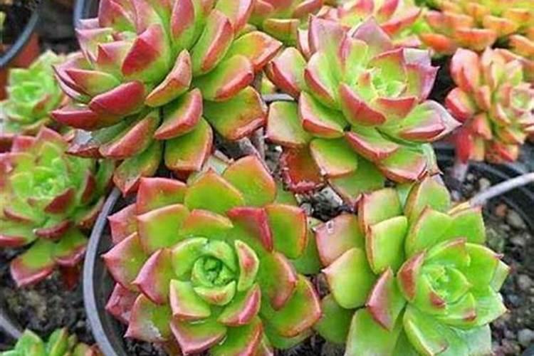 多肉植物需要什么肥料 施肥的方法是什么