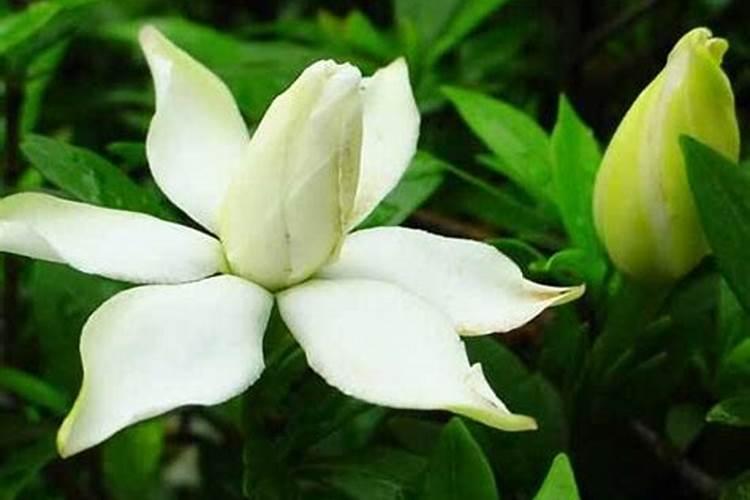 栀子花施什么肥好